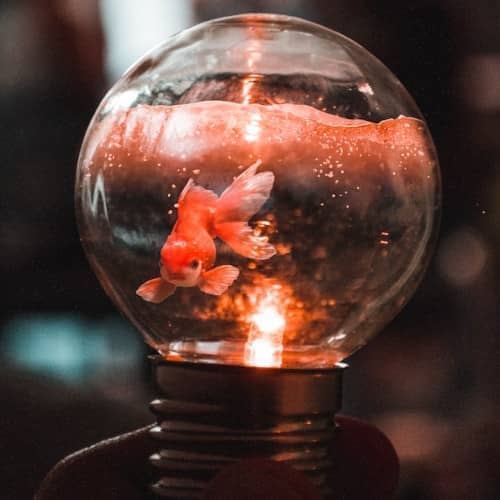Photo d'un poisson rouge dans une ampoule