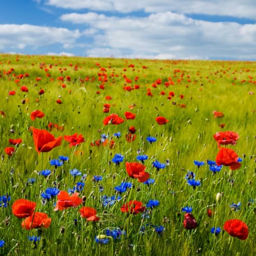 Photo d'un champs de fleurs sauvages