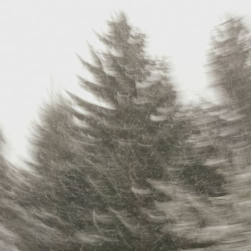 Photo avec flou de bougé de sapins sous la neige