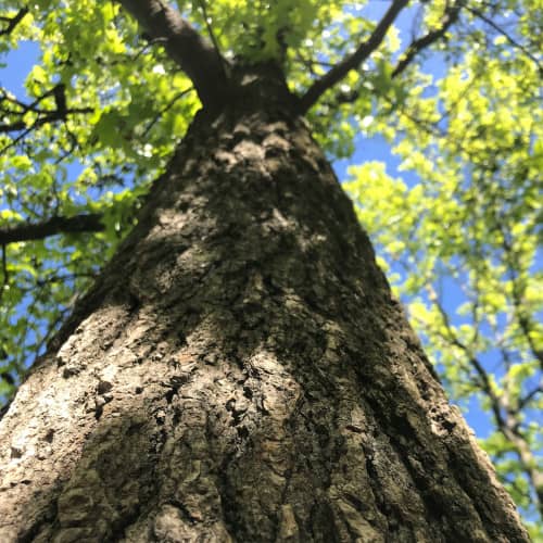 Photo d'un arbre majestueux