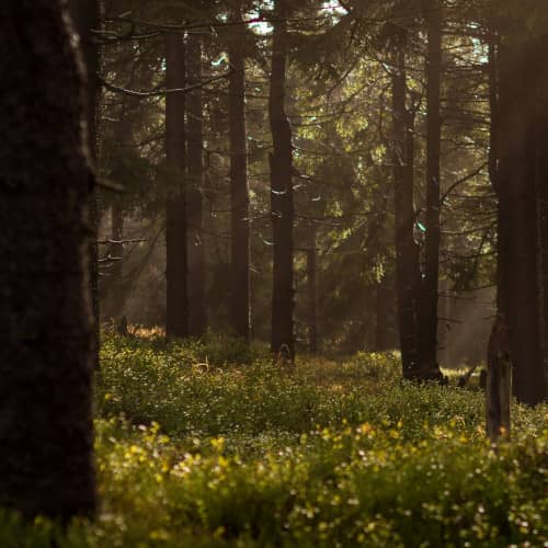 Photo d'une forêt