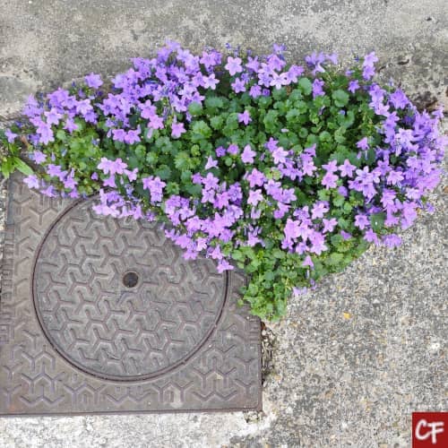 Photo de fleurs poussant sur une plaque d'égout