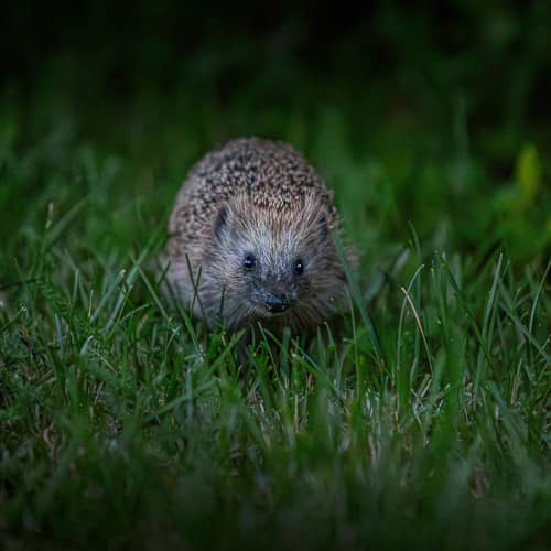 Photo d'un hérisson de nuit