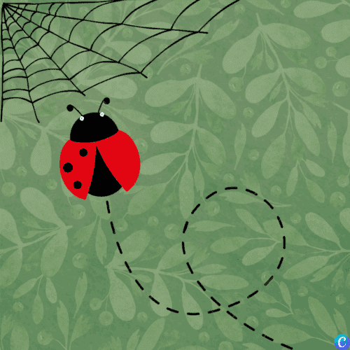 Image d'une coccinelle qui zigzage avec trois points seulement sur le dos (tous du même côté), droit vers une toile d'araignée