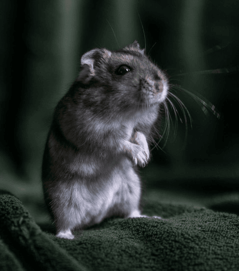 Photo d'une souris debout sur ses pattes
