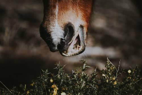 Photo de la bouche ouverte d'un cheval près à manger de l'herbe
