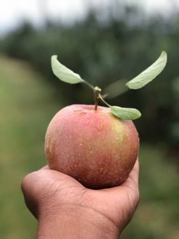 Photo d'une pomme sur une main tendue à plat