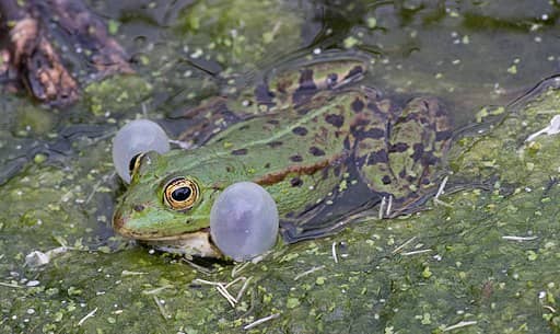 Photo d'une grenouille verte avec ses sacs vocaux gonflés