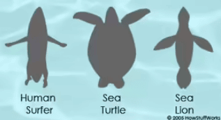 Image comparative d'un surfeur, une tortue et un lion des mer vue de dessous