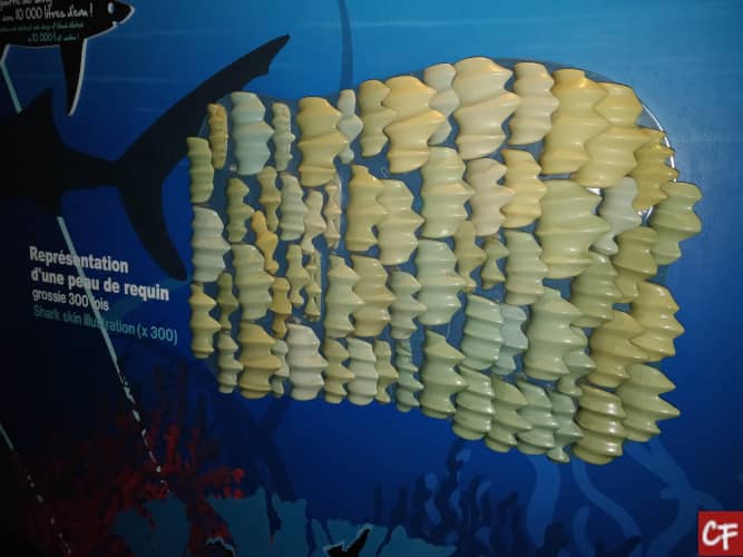 Photo d'une reproduction des denticules de la peau du requin grossit 300 fois