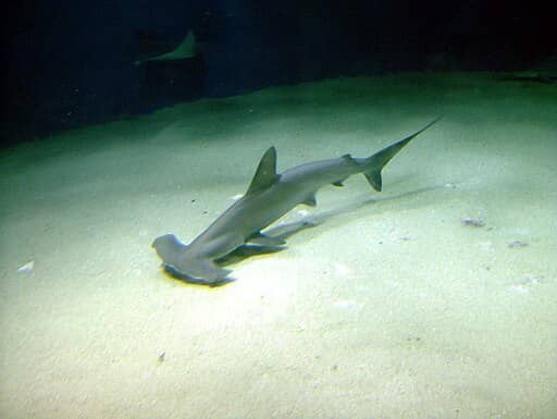 Photo d'un requin marteau
