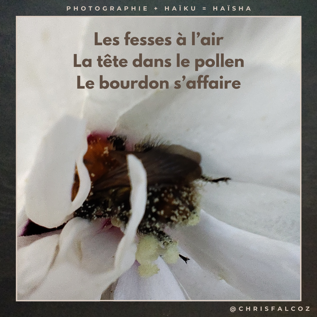 Photo d'un bourdon tête la première dans une fleur