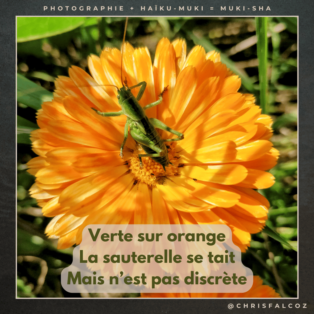 Photo d'un sauterelle verte sur une fleur orange vif