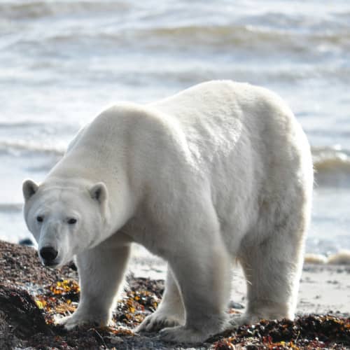 Photo d'un ours blanc