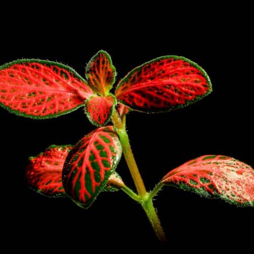 Photo d'une plante avec des veines rouge sanglant