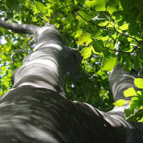 Photo d'un hêtre vu du dessous