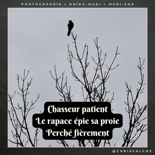 Photo d'un rapace perché au sommet d'un arbre