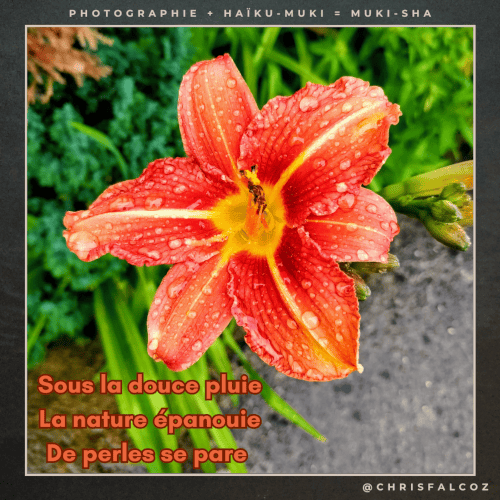 Photo d'un lys orange mouillé par la pluie