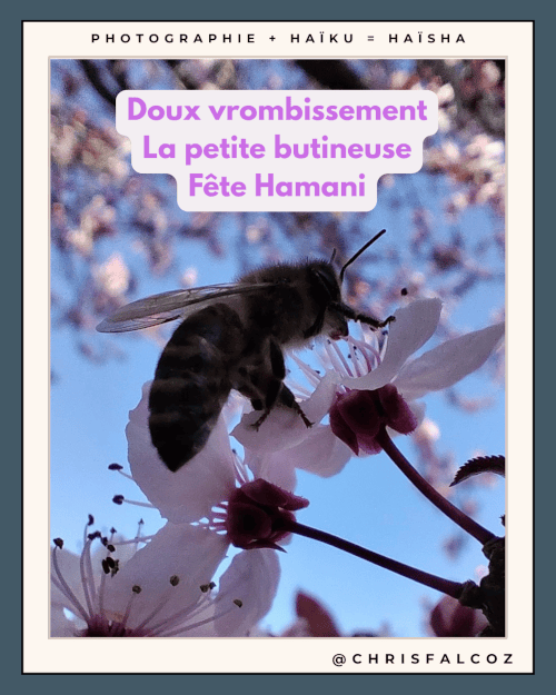 Photo d'une abeille butinant une fleur de cerisier (en vérité un prunier)