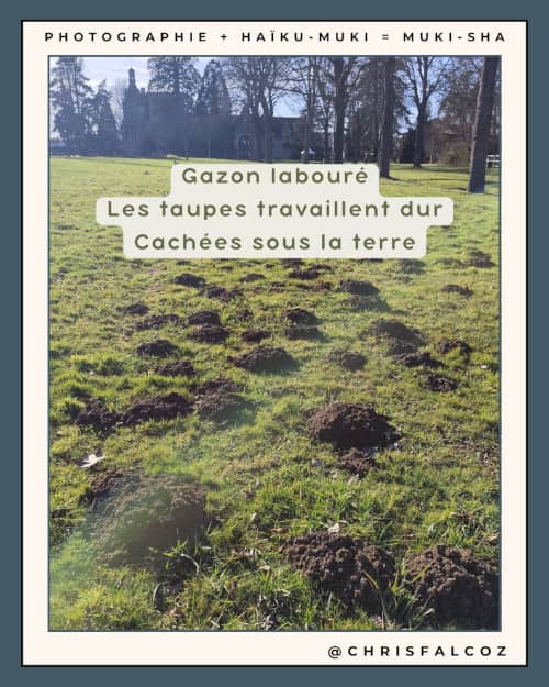 Photo de monticules de terre formés par des taupes dans un parc, avec au fond un château