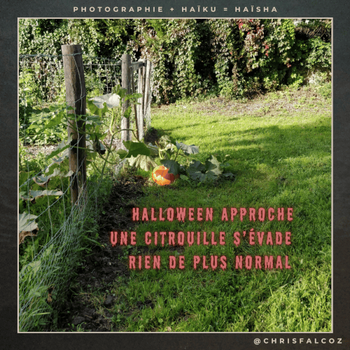 Photo d'une citrouille s'échappant d'un jardin grillagé