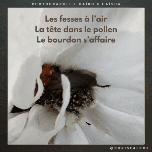 Photo d'un bourdon tête la première dans une fleur